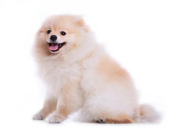 White pomeranian puppy dog isolated on white background — Stock Photo, Image