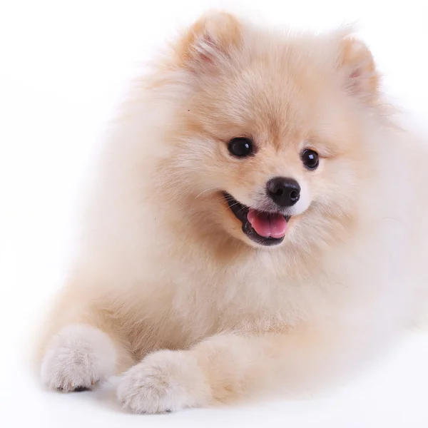 Cucciolo di cane bianco pomerania, simpatico animale domestico — Foto Stock