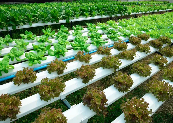 Grüner Salat, Anbau von Hydroponik grünes Gemüse im Bauernhof — Stockfoto