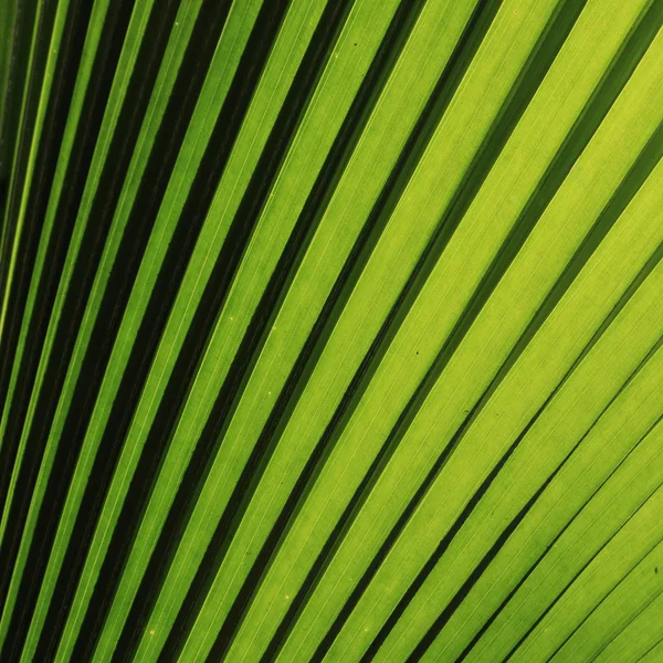Natureza fundo, verde textura folha de palma — Fotografia de Stock