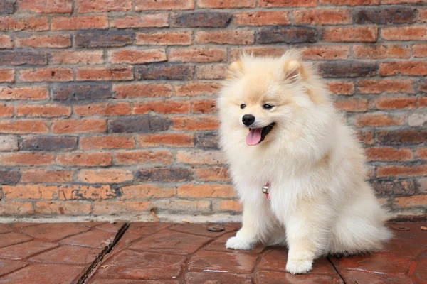 Cachorro de pomerania perro, linda mascota Imagen de archivo