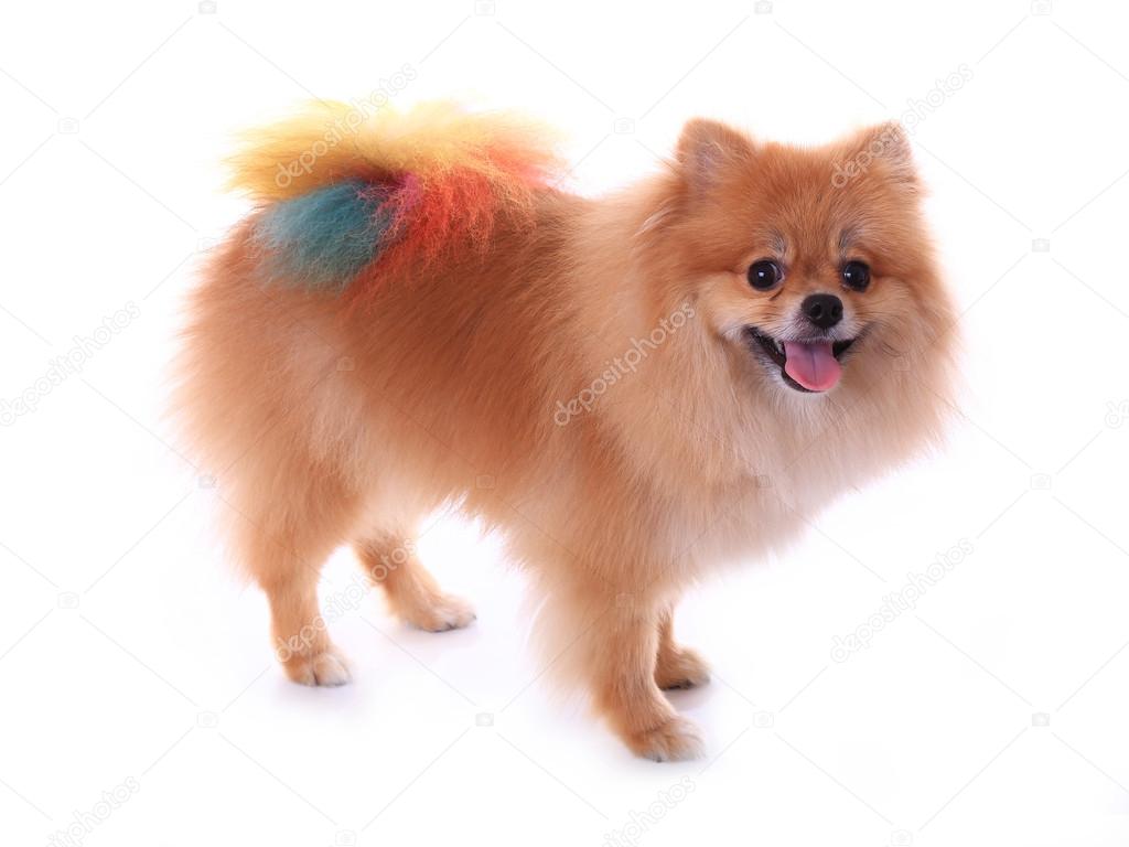 Brown pomeranian dog grooming colorful tail isolated