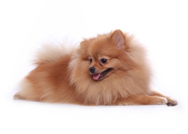 Pomeranya köpeği beyaz zemin üzerine evde şirin evde beslenen hayvan izole.