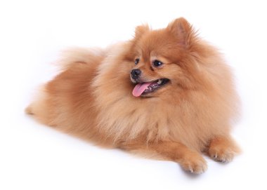 Pomeranya köpeği beyaz zemin üzerine evde şirin evde beslenen hayvan izole.