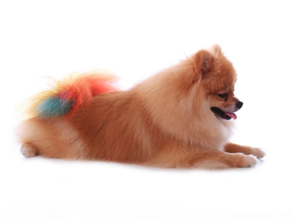 Chien poméranien brun isolé sur fond blanc, animal mignon — Photo