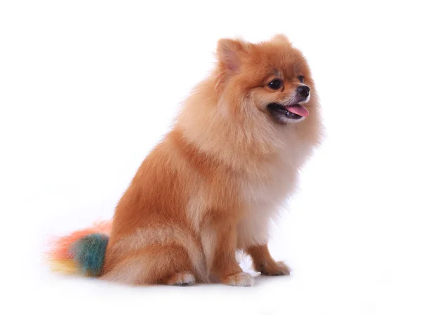 Perro pomerania marrón aislado sobre fondo blanco, linda mascota —  Fotos de Stock