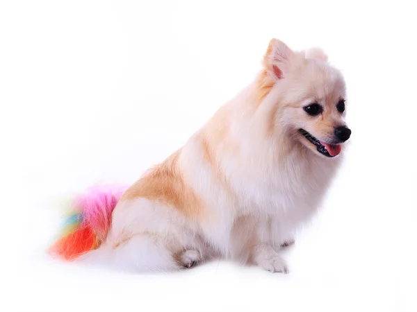 White pomeranian dog grooming colorful tail isolated — Stock Photo, Image