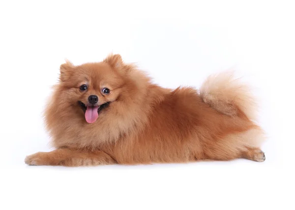 Cane pomerania isolato su sfondo bianco, simpatico animale domestico in casa — Foto Stock