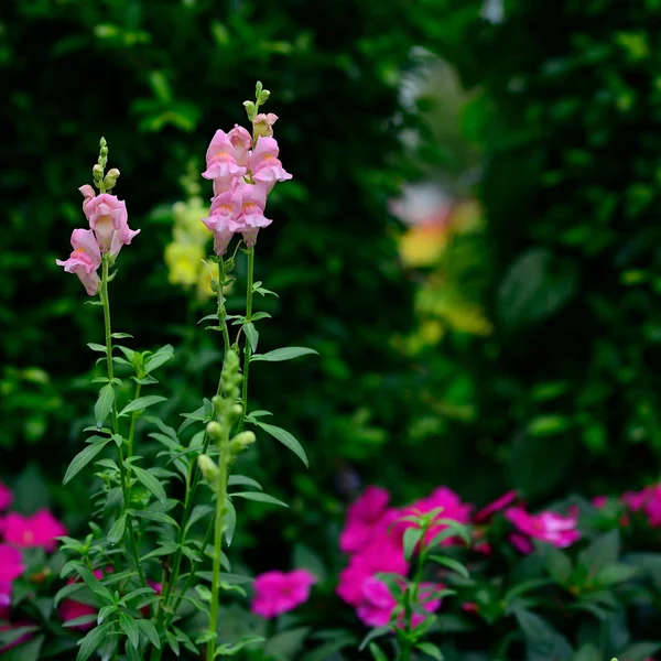 Růžové květy v zahradě — Stock fotografie