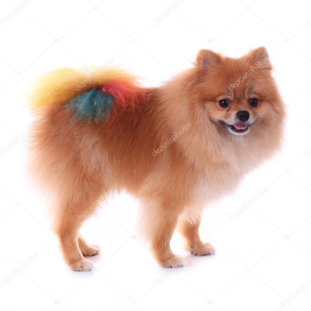 Brown pomeranian dog grooming colorful tail isolated