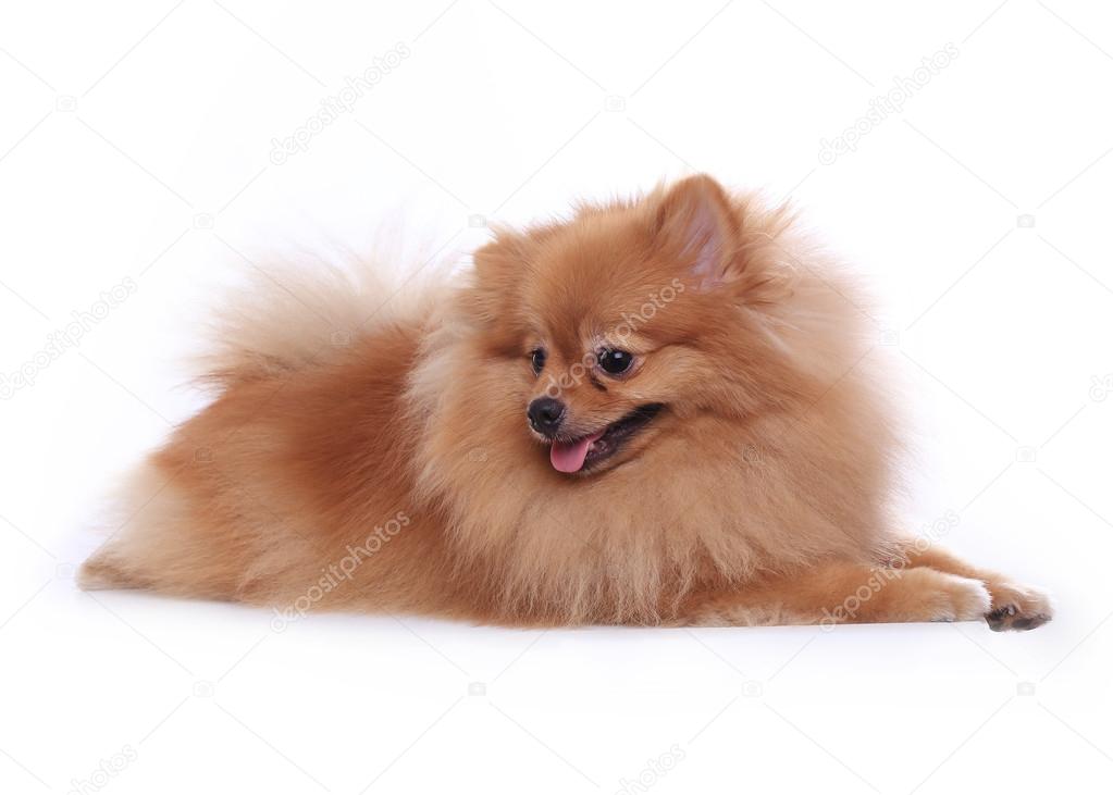pomeranian dog isolated on white background, cute pet in home