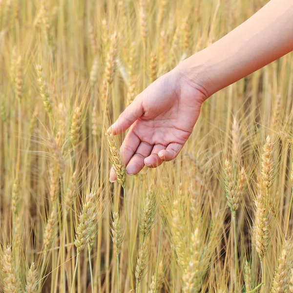 Hand woman touch barley field of agriculture rural scene — Stock Photo, Image