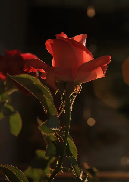 Rosa vermelha flor na luz do sol — Fotografia de Stock