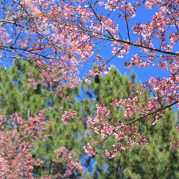 Piękny kwiat wiśni, z tle błękitnego nieba — Zdjęcie stockowe