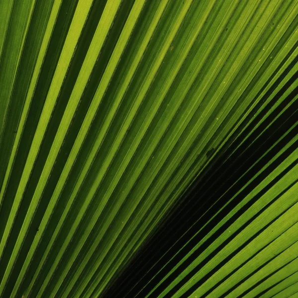 Natuur, groene palm blad achtergrondstructuur — Stockfoto