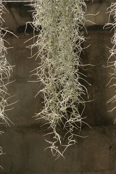 Giardino decorato con filo spagnolo appeso muschio — Foto Stock