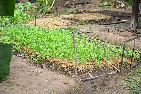 Planta Lechuga Fresca Paja Suelo — Foto de Stock