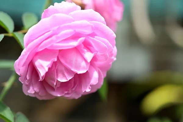 정원의 분홍빛 — 스톡 사진
