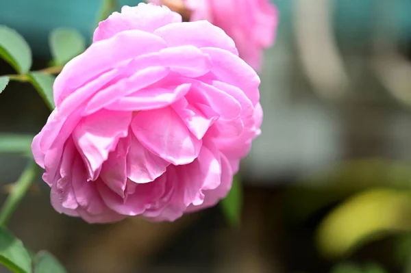 Pink Rose Garden — Stock Photo, Image