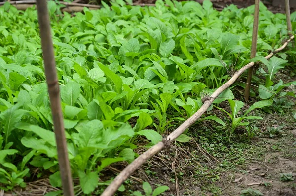 Свежий Зеленый Салат Сельское Хозяйство Здоровую Пищу — стоковое фото
