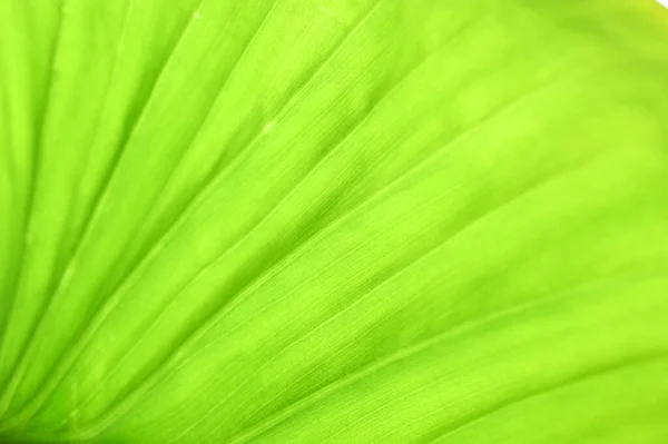 Cerrar Hoja Verde Fondo Naturaleza —  Fotos de Stock