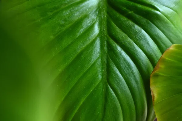 Cerrar Hoja Verde Fondo Naturaleza —  Fotos de Stock