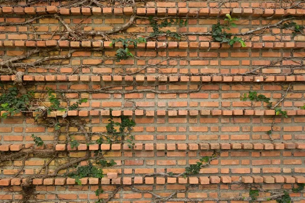 Vuil Blok Interieur Ontwerp Berken Muur Achtergrond — Stockfoto