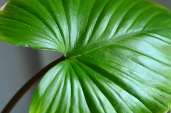 Yeşil Yaprağı Kapat Doğa Arkaplanı — Stok fotoğraf