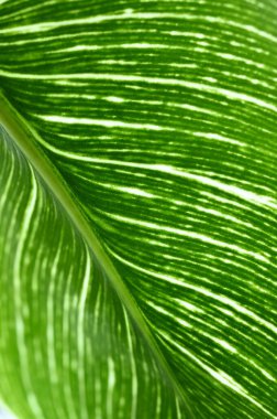 Gen yaprağını kapat, doğal arkaplan