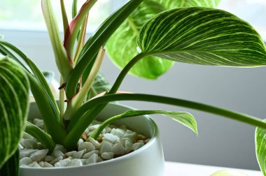 Saksıda beyaz kayalar var.