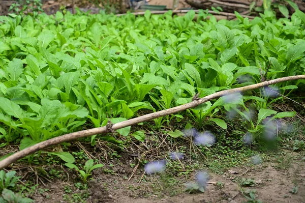 Lechuga Verde Fresca Agricultura Alimentos Saludables — Foto de Stock