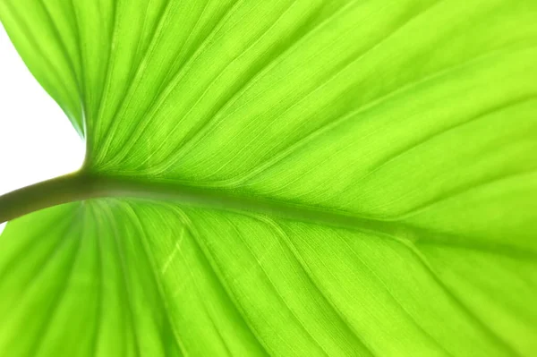 Nahaufnahme Grünes Blatt Hintergrund Der Natur — Stockfoto
