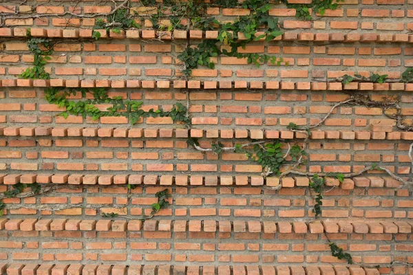 Vuil Blok Interieur Ontwerp Berken Muur Achtergrond — Stockfoto