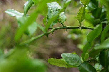 Bahçede yeşil kireç yaprağı var.