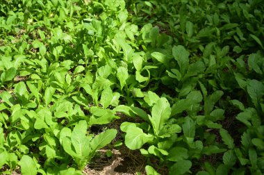 Taze yeşil marul tarımı, sağlıklı yiyecek.