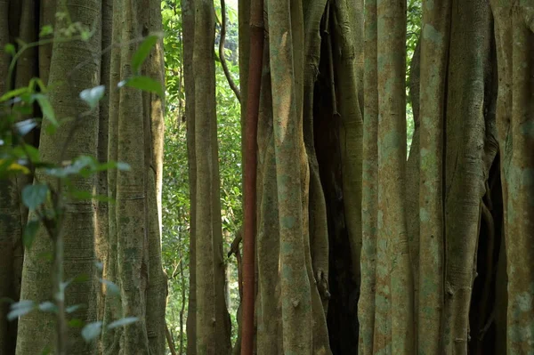 Banyan Árvore Floresta — Fotografia de Stock