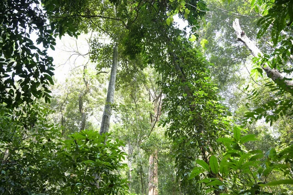 Belo Sol Árvores Floresta — Fotografia de Stock