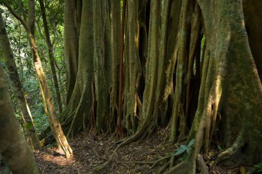 Ormandaki banyan ağacı