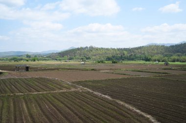 Mavi gökyüzü olan tarımın manzarası