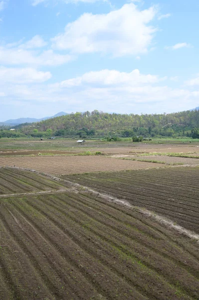 Paysage Agriculture Avec Ciel Bleu — Photo