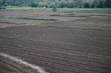 Tarımın manzarası, doğal arka plan