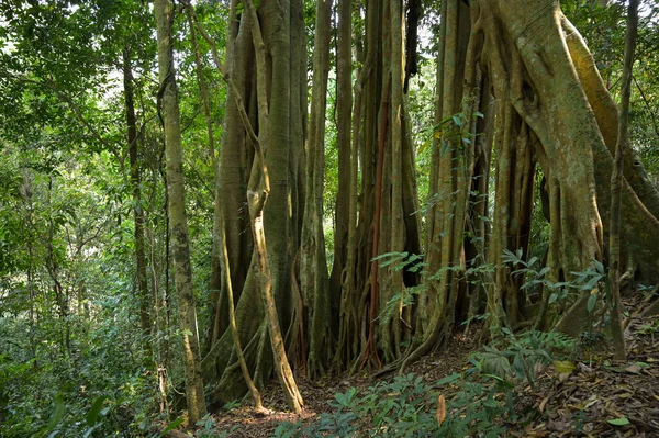 Banyan Baum Wald — Stockfoto