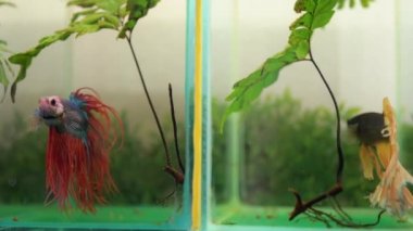 Betta splendens, Siyam mücadele balık