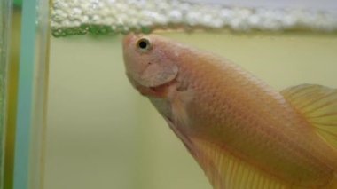 Betta splendens, Siyam mücadele balık