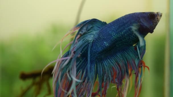 Betta Splendens Peixe Combate Siamês — Vídeo de Stock