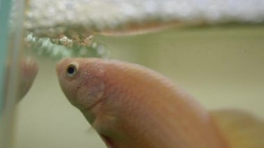 Betta splendens, Siyam mücadele balık