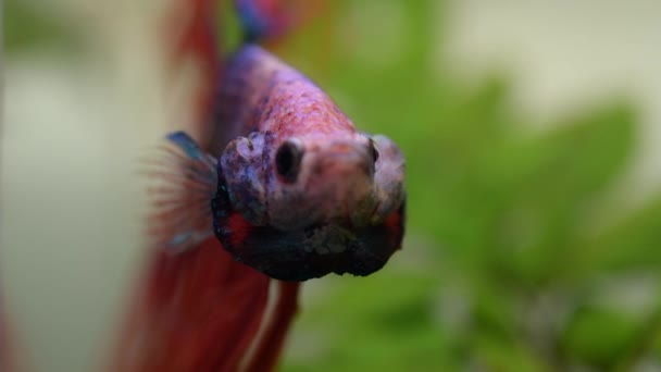 Betta Splendens Pesce Siamese Combattimento — Video Stock