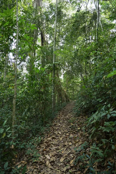 Caminho Floresta Pela Manhã — Fotografia de Stock