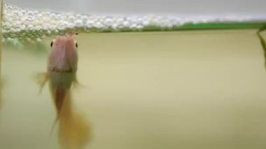 Betta splendens, Siyam mücadele balık