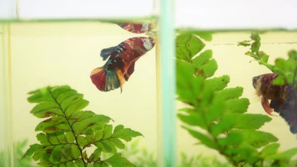 Betta Splendens Pesce Siamese Combattimento — Video Stock